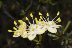 Phebalium tuberculosum