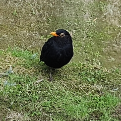 Turdus merula azorensis