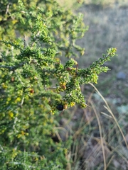 Condalia ericoides