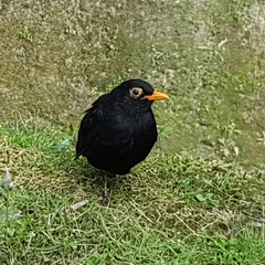 Turdus merula azorensis
