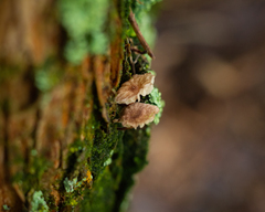 Moniliophthora