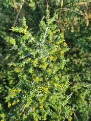 Condalia ericoides