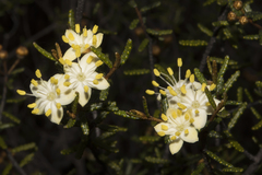 Phebalium tuberculosum