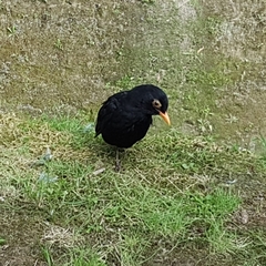 Turdus merula azorensis