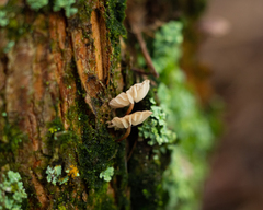 Moniliophthora