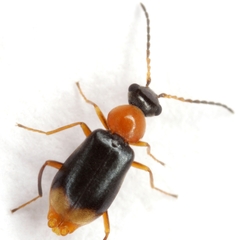 Hypebaeus bicolor