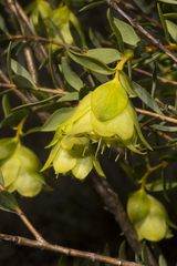Pimelea suaveolens