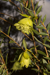Pimelea suaveolens