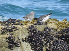 Calidris virgata