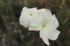 Mandevilla hypoleuca