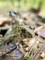 Fejervarya kawamurai