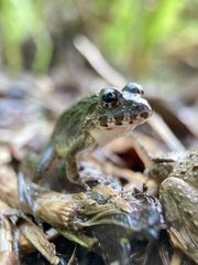 Fejervarya kawamurai