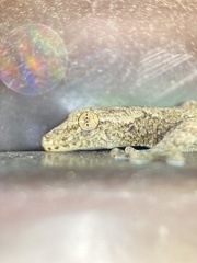 Gekko japonicus