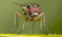 Cholomyia inaequipes