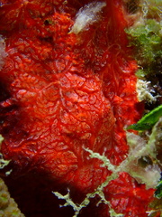 Monanchora arbuscula