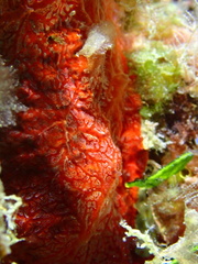 Monanchora arbuscula