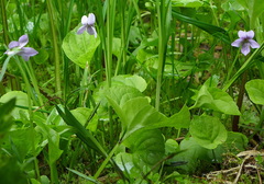 Viola palustris