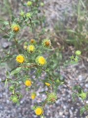 Grindelia subalpina