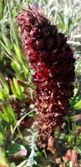 Orobanche foetida