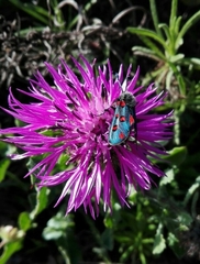 Zygaena rhadamanthus