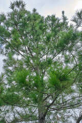 Pinus tecunumanii
