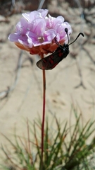 Zygaena rhadamanthus