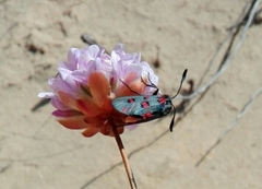 Zygaena rhadamanthus