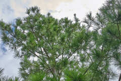 Pinus tecunumanii