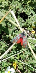 Zygaena rhadamanthus