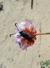 Zygaena rhadamanthus