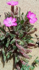 Silene littorea