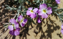 Malcolmia littorea