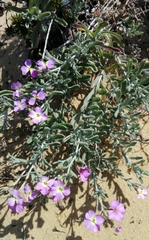 Malcolmia littorea