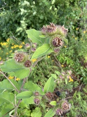 Arctium