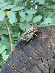 Auritibicen bihamatus