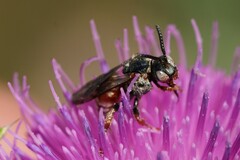 Pasites maculatus