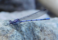 Argia tonto