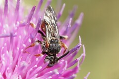 Pasites maculatus