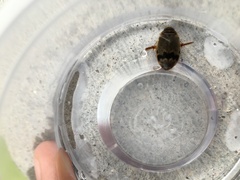 Thermonectus nigrofasciatus nigrofasciatus