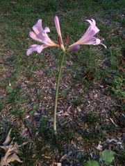 Lycoris squamigera
