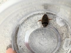 Thermonectus nigrofasciatus nigrofasciatus