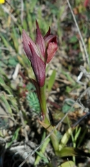 Serapias parviflora