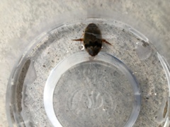 Thermonectus nigrofasciatus nigrofasciatus