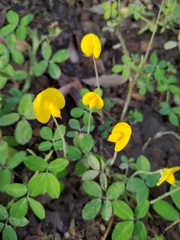 Arachis duranensis