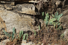 Pellaea bridgesii image