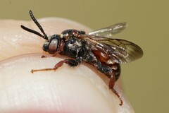 Pasites maculatus