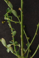 Phyllanthus evanescens