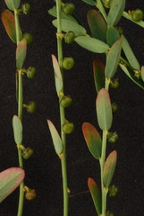 Phyllanthus evanescens