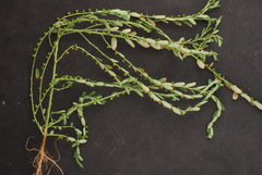 Phyllanthus evanescens