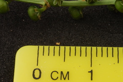 Phyllanthus evanescens